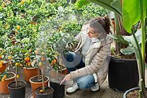 Female florist caring for potted kumquat