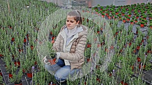 Female florist cultivating fragrant Spanish lavender in greenhouse