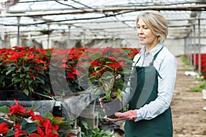 Female florist cultivating poinsettia in greenhouse