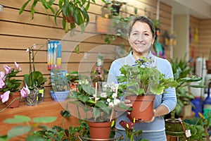 Female florist with primula