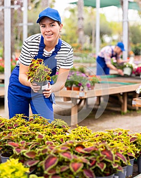 Female florist showing colorful potted Solenostemon scutellarioides at garden market