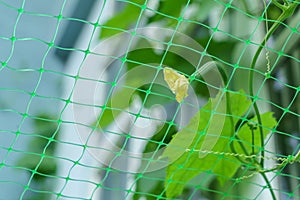 A female flower of angled luffa