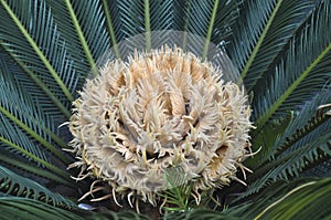 A female flower of cycad