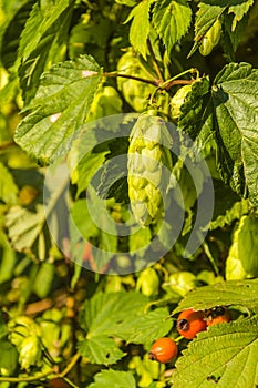 Female flower (flower bar) Humulus lupulus (common hop, hop)