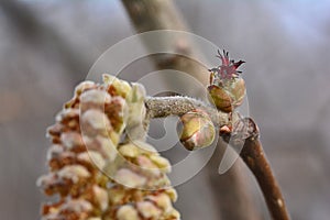 Female flower hazelnut - macro