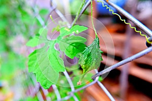 The female flower of Momordica charantia.