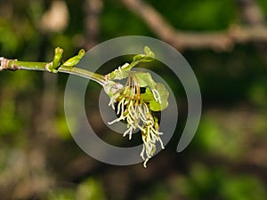 Female flowers on branch ash-leaved maple, Acer negundo, macro with bokeh background, selective focus, shallow DOF