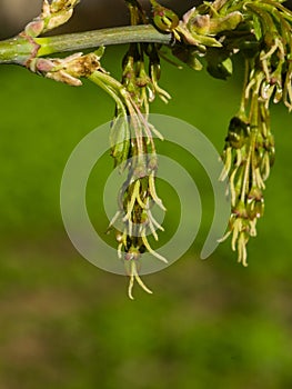 Female flowers on branch ash-leaved maple, Acer negundo, macro with bokeh background, selective focus, shallow DOF