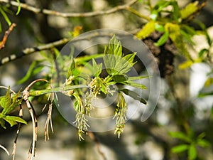 Female flowers on branch ash-leaved maple, Acer negundo, macro with bokeh background, selective focus, shallow DOF