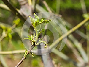 Female flowers on branch ash-leaved maple, Acer negundo, macro with bokeh background, selective focus, shallow DOF