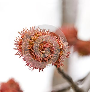 female flowers of sugar maple or silver maple Acer saccharum