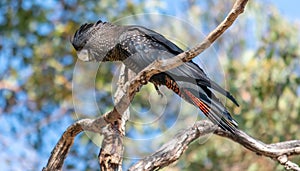 Female Forest Red-tailed Black-Cockatoo on tree branch