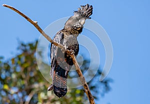 Female Forest Red-tailed Black-Cockatoo on tree branch photo