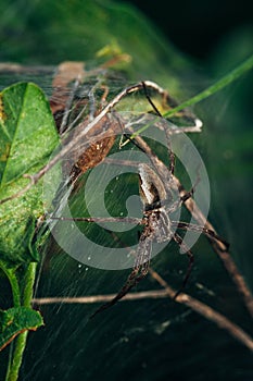 female forest spider sits in the grass on a cobweb guarding her children