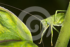 Fork tailed bush katydid nymph on milkweed leaf in Connecticut.