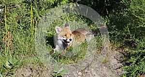 Female fox relaxing in the sun