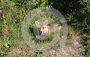 Female fox relaxing in the sun