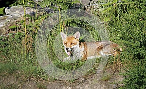 Female fox relaxing in the sun