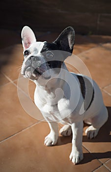 Female french bulldog