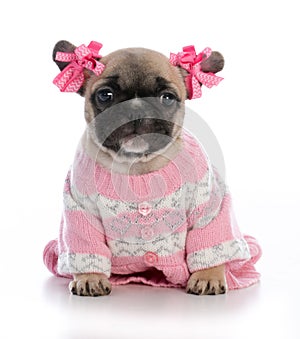 female french bulldog