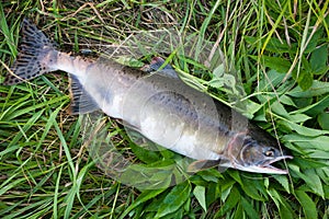 Female freshly caught pink salmon lying on the grass