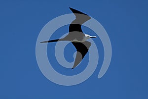 Female frigate bird flying around Machalilla