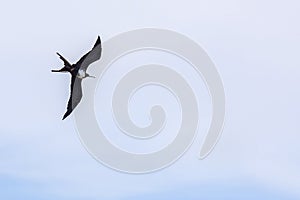 Female Frigatebird In A Dive