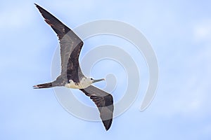 Female Frigatebird In Flight