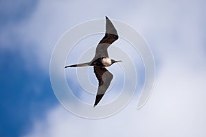 Female Frigatebird (Fregata magnificens) in flight.