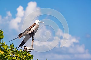 Female Frigatebird and Sky photo