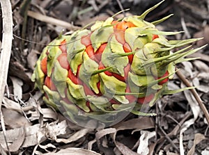 Female fruit cone Australian cycad photo