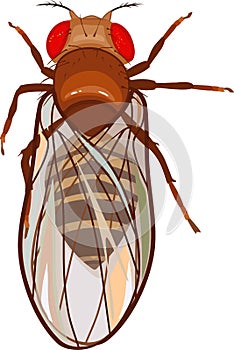 Female fruit fly Drosophila melanogaster isolated on white