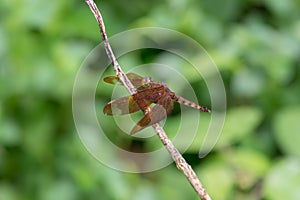 Female fulvous forest skimmer resting on a twig