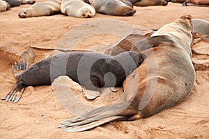 Female fur seal nursing her puppy