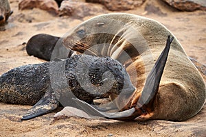 Female fur seal nursing her puppy