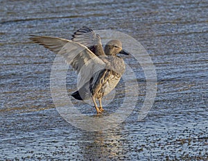 Female gadwall dabbling duck standing in shallow water below the spillway of White Rock Lake in Dallas, Texas.