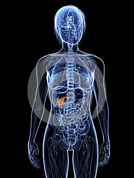 Female gallbladder