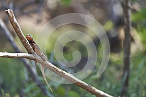 Female GalÃ¡pagos lava lizard, Microlophus albemarlensis, also the Albemarle lava lizard.