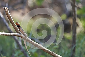 Female GalÃ¡pagos lava lizard, Microlophus albemarlensis, also the Albemarle lava lizard.