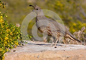 Female Gambel's Quail photo