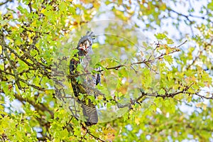 Female Gang-Gang Cockatoo - Australian native bird portrait