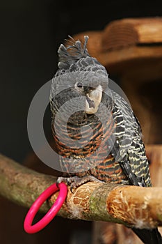 Female Gang-Gang Cockatoo Parrot photo