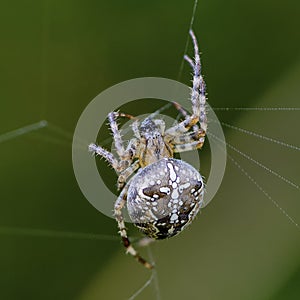 Female garden-spider feeds on its prey in web