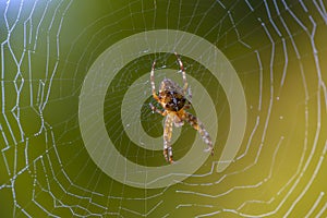 Female garden-spider sits in the center of its web