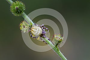 Female garden-spider sits on a grass stem