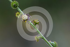 Female garden-spider sits on a grass stem