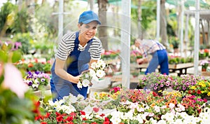 Female garden store employee puts in order showcase with outdoor plants petunia atkinsiana