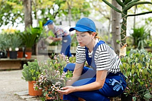 Female garden store employee puts in order showcase with outdoor plants rhaphiolepis photo