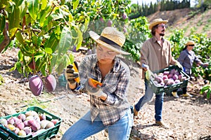 Female gardener checking ripeness of mangoes during harvest