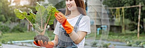 Female gardener concept a female gardening worker holding the plant with one hand and checking the condition of the leaves of the